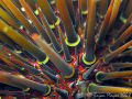   WATCH Dont get close. Sea Urchin Heliocidaris tuberculatusCanon G9 Inon UCL165s Macro Lenses close". close" UCL-165's UCL165's UCL 165's  